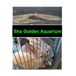 Sha Golden Aquarium Kottayam Kerala India