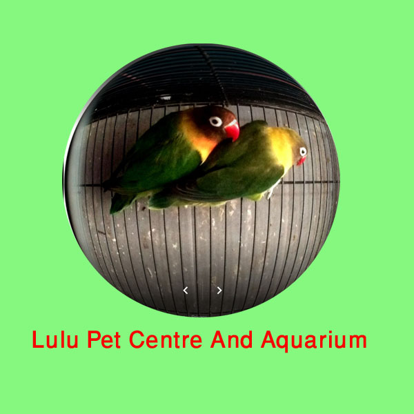 Lulu Pet Centre And Aquarium Wayanadu Kerala India